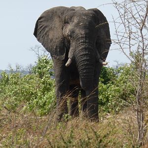 Elephants Zimbabwe Wildlife