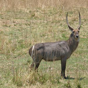 Zimbabwe Wildlife Waterbuck