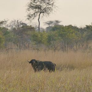 Buffalo Wildlife Zambia