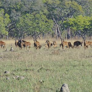 Sable Wildlife Zambia