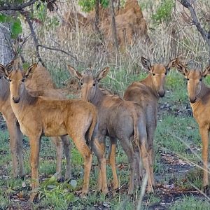 Western Hartebeest Benin