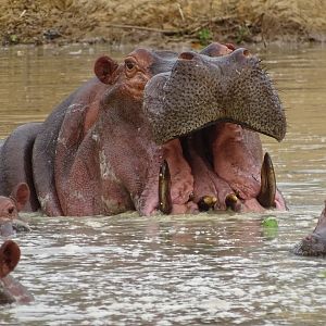 Hippo Benin Wildlife