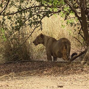 Lioness Wildlife Benin