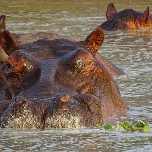 Hippo Benin Wildlife