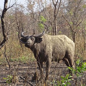 West African Savannah Buffalo Benin