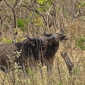 West African Savannah Buffalo Benin