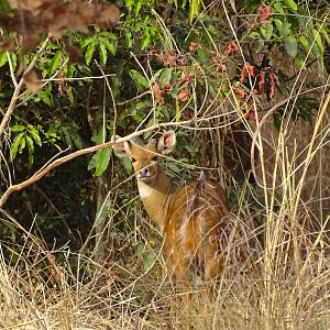 Bushbuck Benin Wildlife