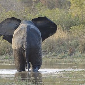 Wildlife Elephant Benin