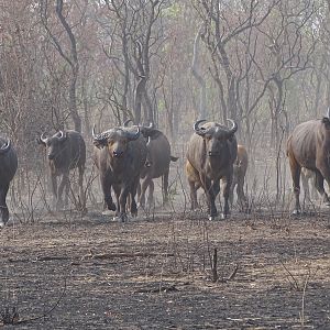 West African Savannah Buffalo Benin