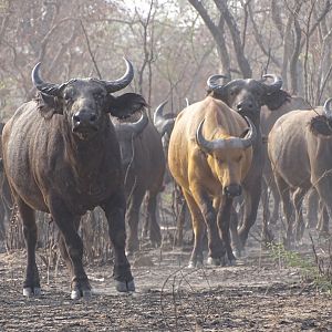 West African Savannah Buffalo Benin