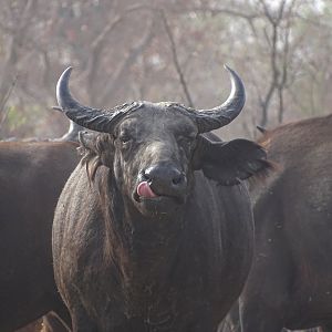 West African Savannah Buffalo Benin