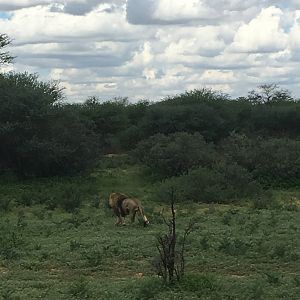 Lion South Africa