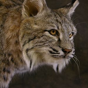 Bobcat Mount Taxidermy