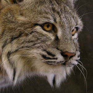 Bobcat Mount Taxidermy