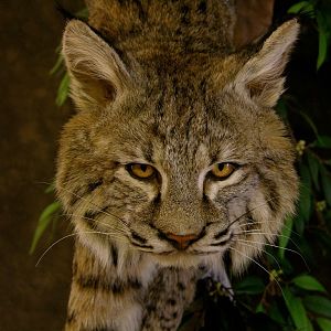 Bobcat Mount Taxidermy