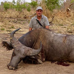 West African Savannah Buffalo Hunting Benin