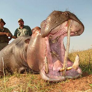 Zimbabwe Hunt Hippo