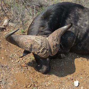 First Cape Buffalo Hunt