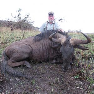 Old Blue Wildebeest