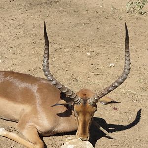 Wide Impala Hunt