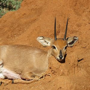 5"+ Steenbok Hunt