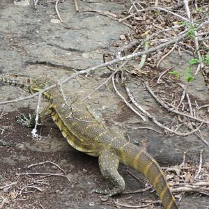 Nile monitor