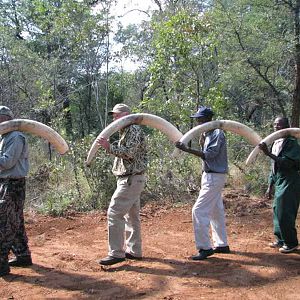 Elephant Hunting Zimbabwe