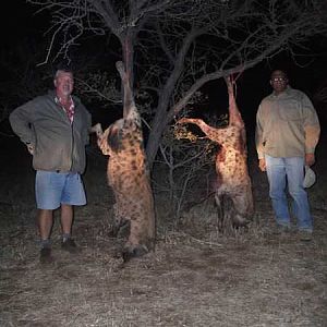 Hyena Hunt Zimbabwe