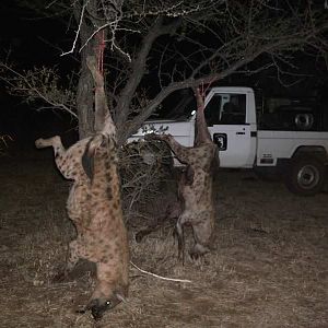 Hyena Hunt Zimbabwe