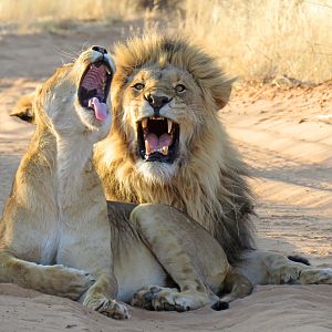 Lions near camp one morning!