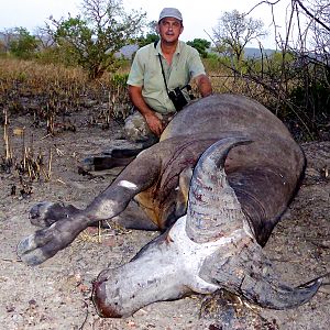 Hunting Buffalo Benin