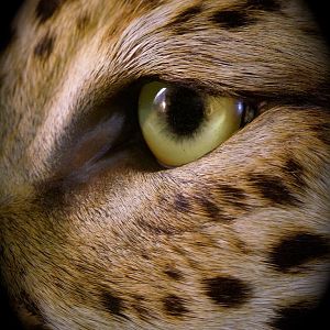 Leopard Taxidermy Close Up!