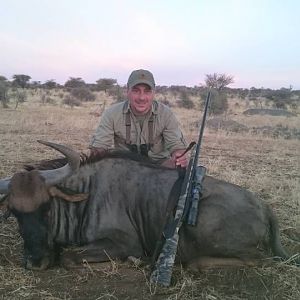 Blue Wildebeest Hunting