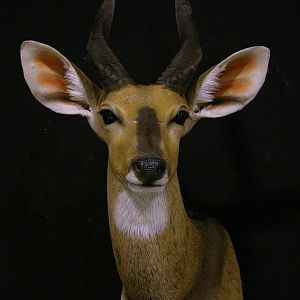 Bushbuck Taxidermy