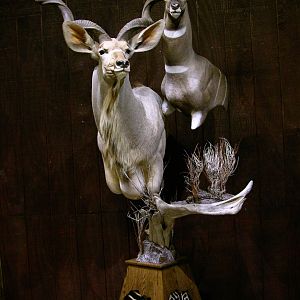 Greater Kudu & Lesser Kudu Pedestal Mount