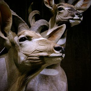 Greater Kudu & Lesser Kudu Pedestal Mount