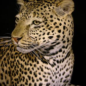 Mantle Mount Of Young Leopard Taxidermy