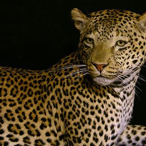 Mantle Mount Of Young Leopard Taxidermy