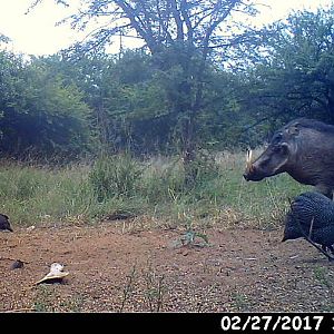 Trophy animals lurking around every corner.