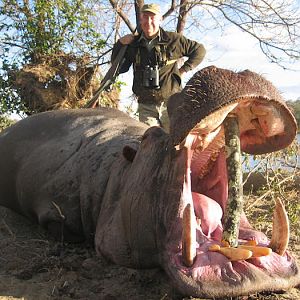 Hippo Hunting Zimbabwe