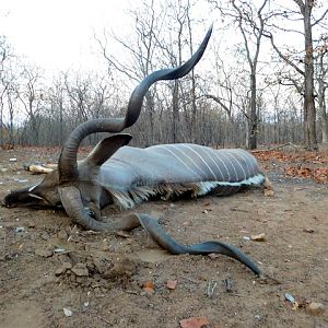 Kudu Hunt in South Africa