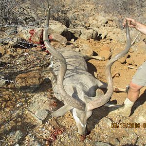 Greater Kudu Hunt Namibia