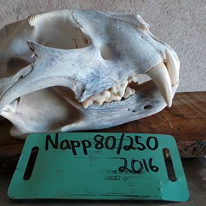 Leopard Skull Namibia