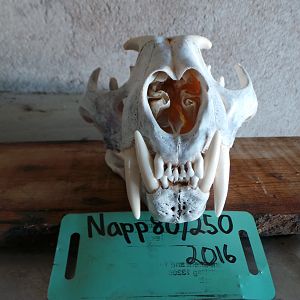 Leopard Skull Namibia