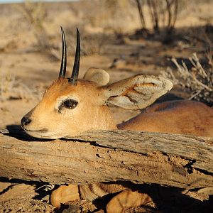 Steenbok Hunt Namibia