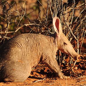 Aardvark Namibia