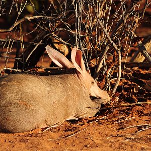 Aardvark Namibia