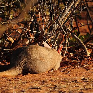 Aardvark Namibia