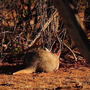 Aardvark Namibia