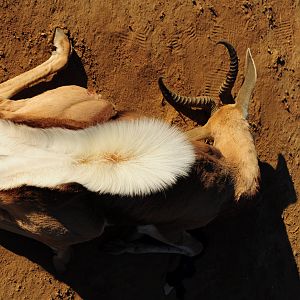 Springbok Hunt Namibia